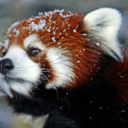 redpandafan1968 avatar