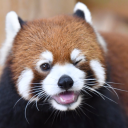 redpandafan333 avatar