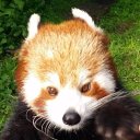 redpandarambles avatar
