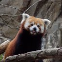 redpandasdaily avatar