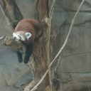 redpandastims avatar