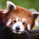 redpandawave avatar