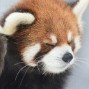 redpandawritees avatar