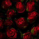 redroses100 avatar