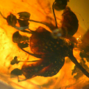 redrosesandamber avatar