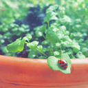 reed-vivariun avatar