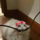 reesees-peecees avatar