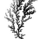 reflectivepool avatar