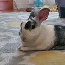 refractingfirelight avatar