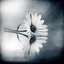 refuse-to-hide avatar