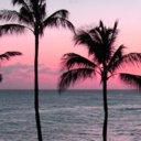 regards-from-wonderland avatar