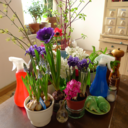 regardsfromkitchentable avatar