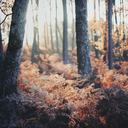 reginapeaches7 avatar