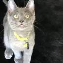 regionalcatlady avatar