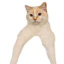 regulationblues-main avatar