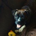 reign-asaurusrex13 avatar