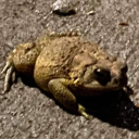 reign-of-toads avatar