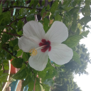 reincarnated-rawrice avatar