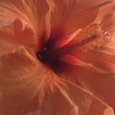 reinedesenfer avatar