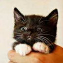 reinedesombres avatar