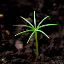 reinterlacing avatar