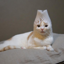 rekognitionoisuled avatar