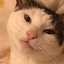 relatively-feline avatar