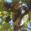 relax-or-relapse avatar