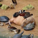 relevantobservations avatar