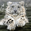 reliablerodent avatar