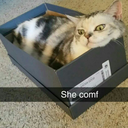 reluctantpartycat avatar