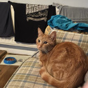 reluctantpessimist avatar