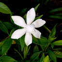 reluctantsouthernsurvivor avatar