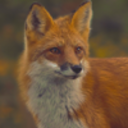 rememberthefox avatar