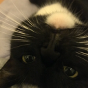 reminiscentofapond avatar