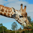 remnantsofhersoul avatar