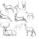 remuslpun-moved avatar