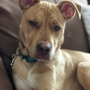 remy-the-golden-pitbull-blog avatar