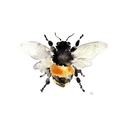 renaissancebee avatar