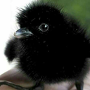 renegade-grenade02 avatar