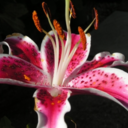 renewingmykoran avatar