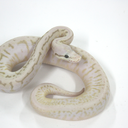 renickreptiles avatar