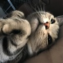 renkdegistirenyapraklar avatar