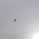 renklerinicinde avatar