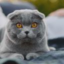 renksizbukalemun avatar