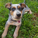 renlyandnovaheelers-blog avatar