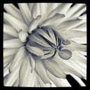 renovatiolucis avatar