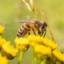 rens-big-adventure avatar