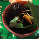 repotting avatar