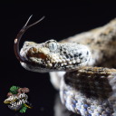 reptilianjayce avatar